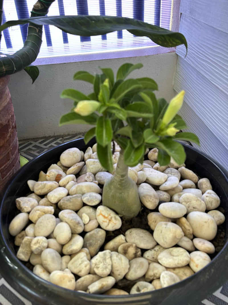 Zu sehen ist eine junge Wüstenrose mit dickem Stamm und grünen Blättern in einem mit Steinen gefüllten Blumentopf.