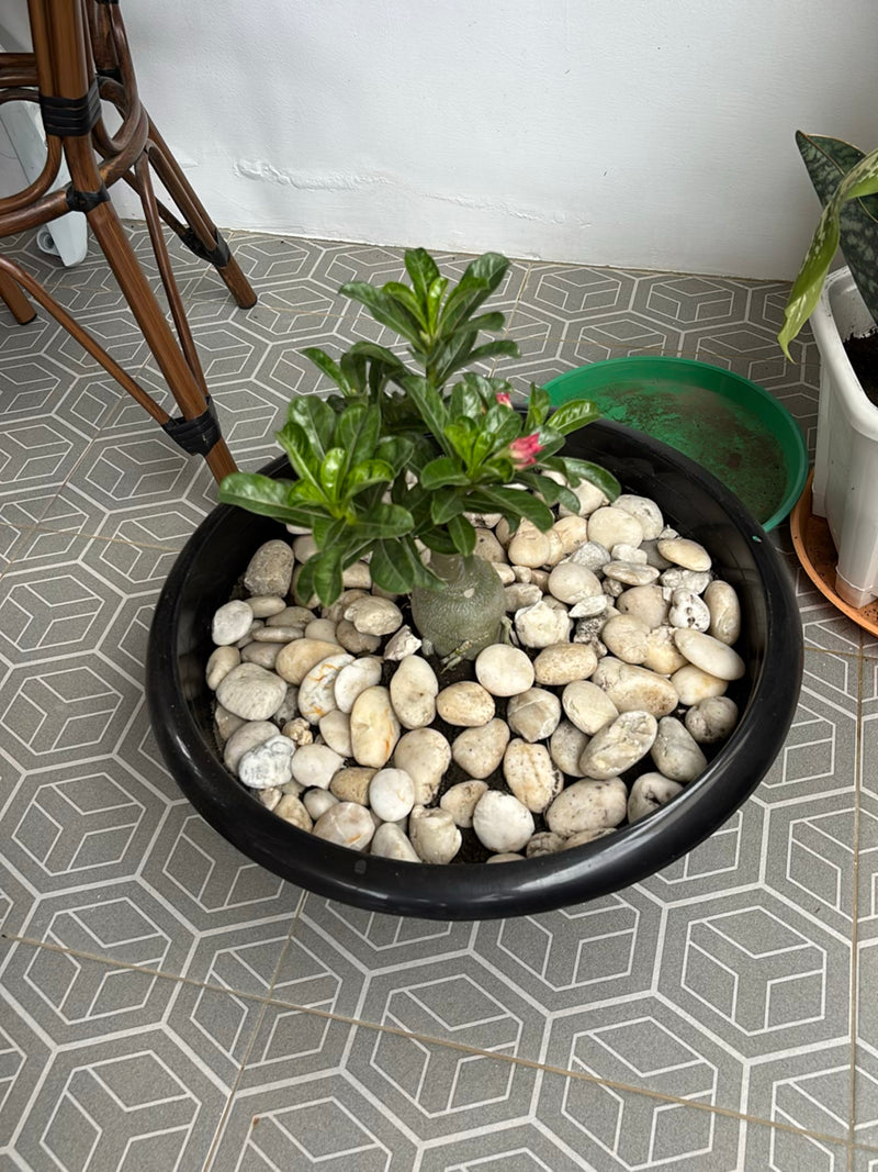 Zu sehen ist eine Wüstenrose in einem schwarzen Blumentopf, der mit hellen Ziersteinen gefüllt ist. Die Pflanze hat einen sukkulenten Stamm und grüne Blätter.
