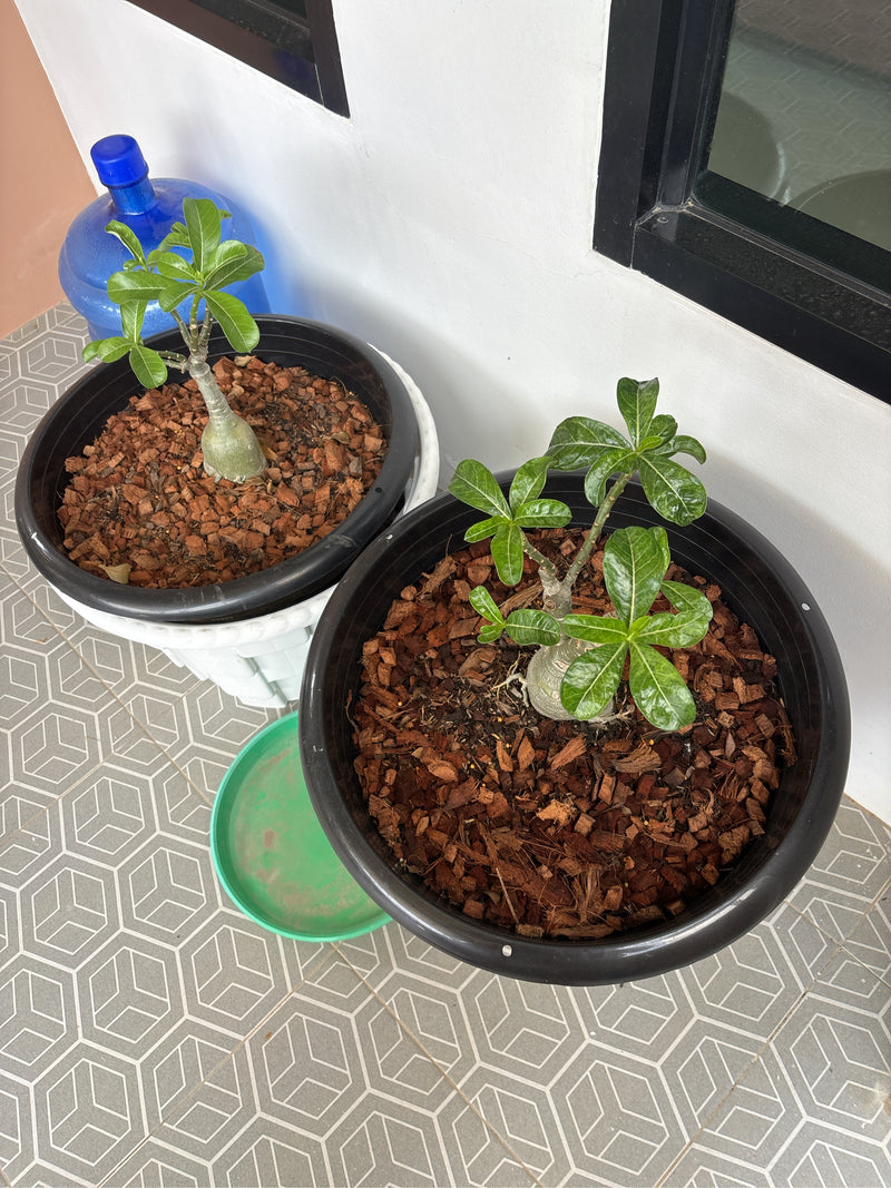 Das Bild zeigt zwei junge Wüstenrosen (Adenium obesum) in schwarzen Pflanzkübeln, die auf einem gefliesten Boden stehen. Die Erde in den Töpfen ist mit Rinde...