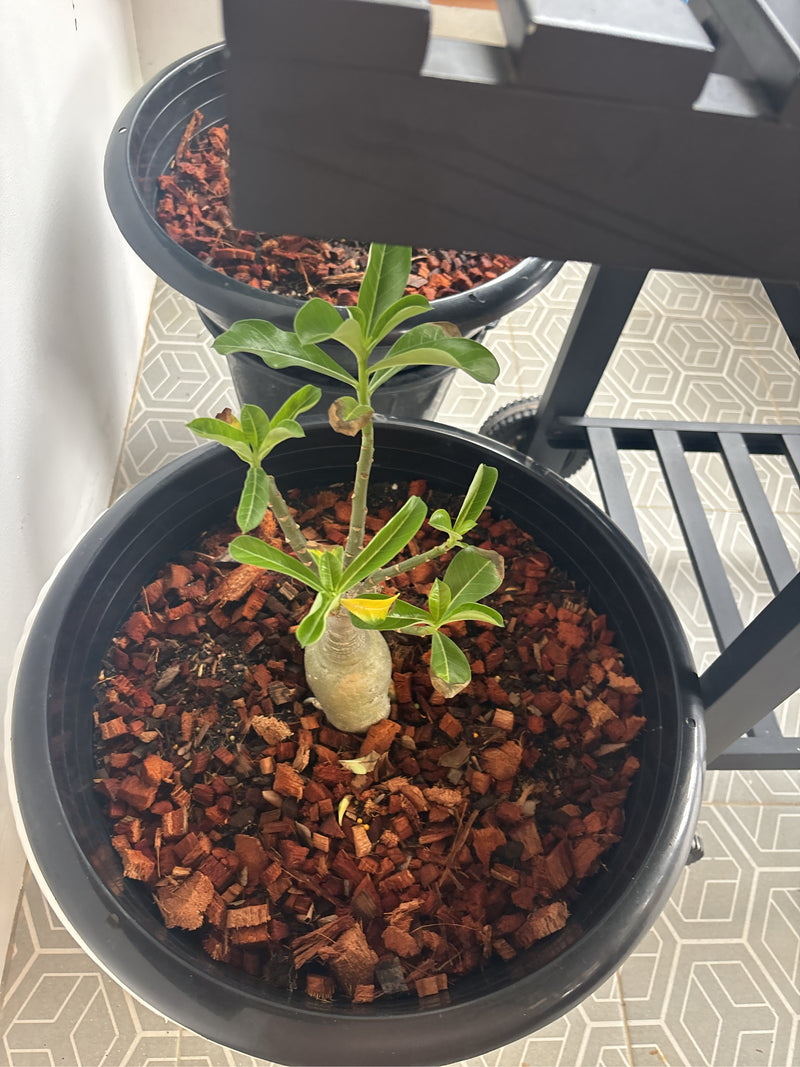 Zu sehen ist eine junge Wüstenrose mit charakteristischem caudexähnlichen Stamm in einem schwarzen Blumentopf. Die Pflanze steht auf einem hellen Fliesenboden.