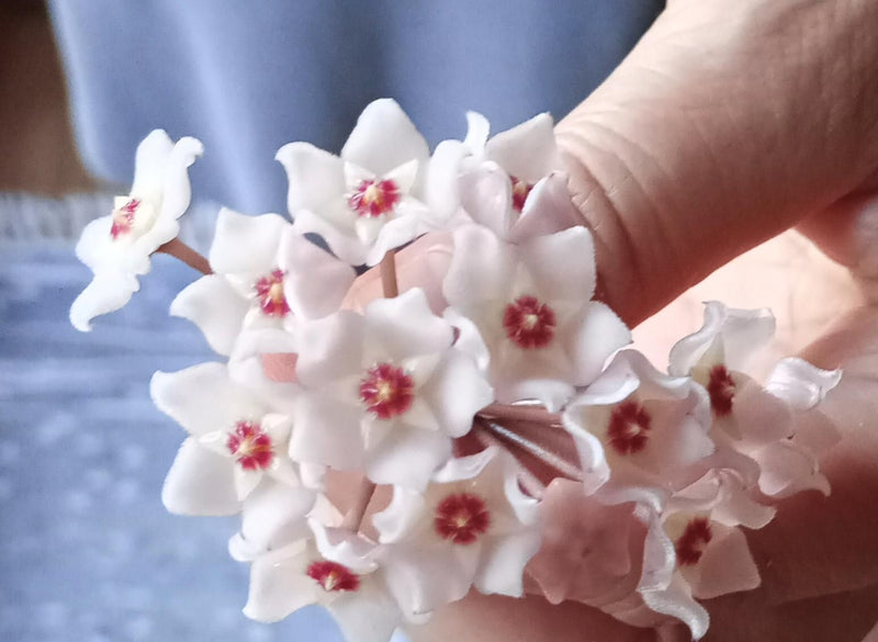 Zu sehen ist der sternförmige Blütenstand einer Wachsblume, der von einer Hand gehalten wird. Die wächsernen, weiß-rosa Blüten mit roter Mitte sind detailrei...