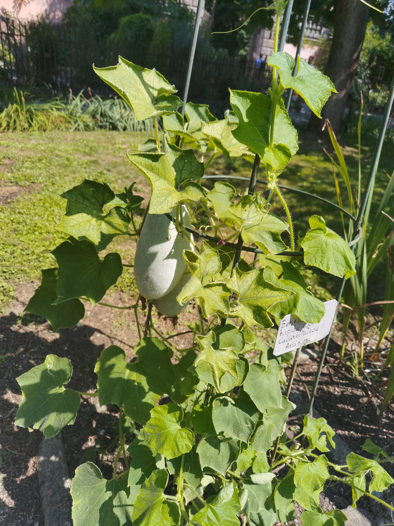Wachskürbis — Bild 2 von 2