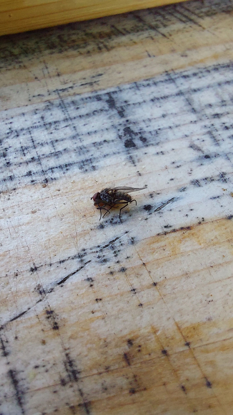 Eine Gemeine Stechfliege sitzt auf einer strukturierten Holzoberfläche. Das Insektenexemplar ist gut zu erkennen.