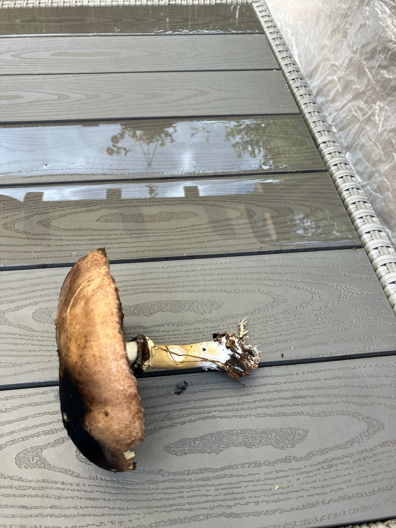 Wald-Champignon — Bild 3 von 3
