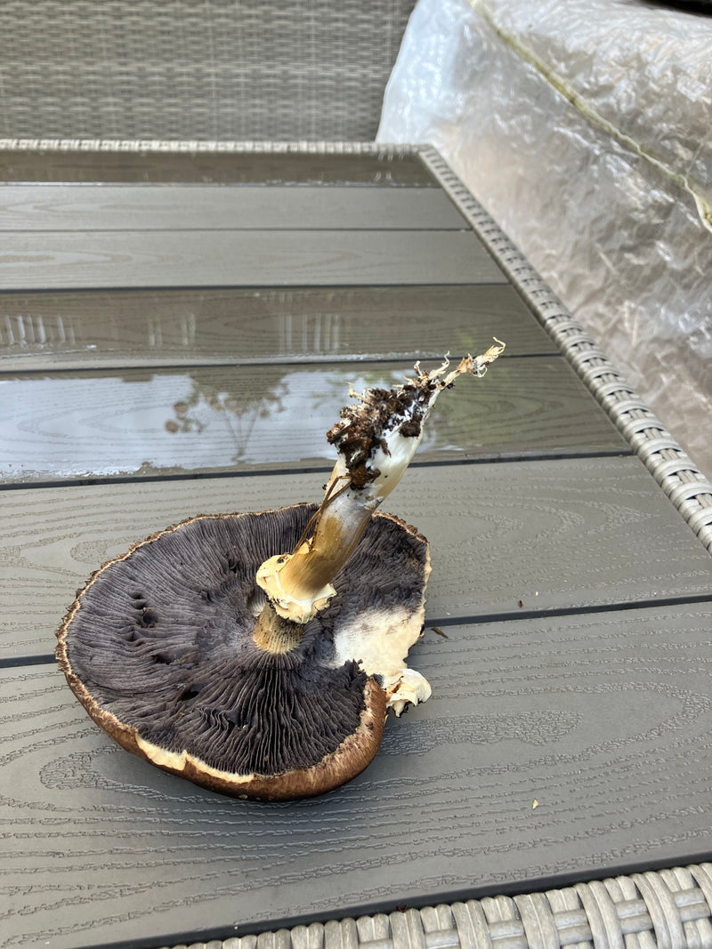 Wald-Champignon — Bild 2 von 3