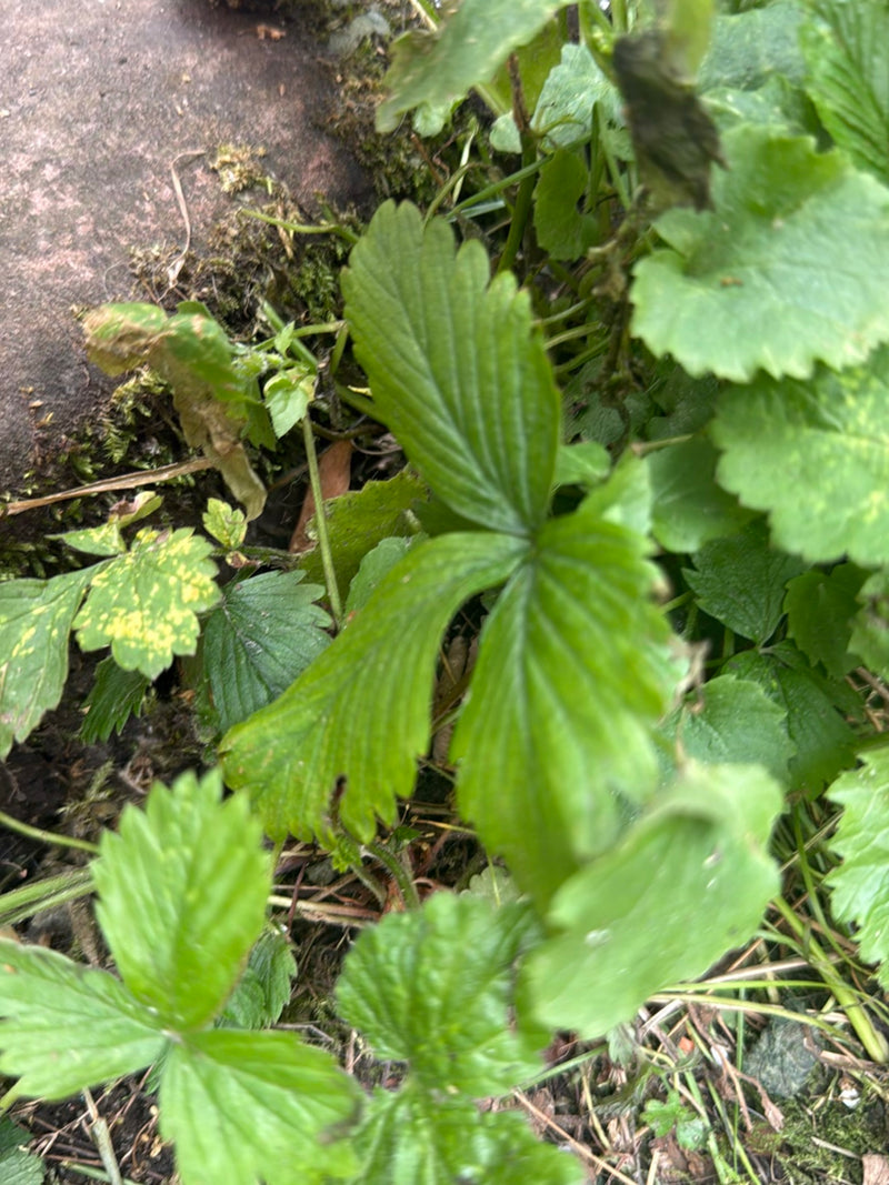 Erdbeeren — Bild 5