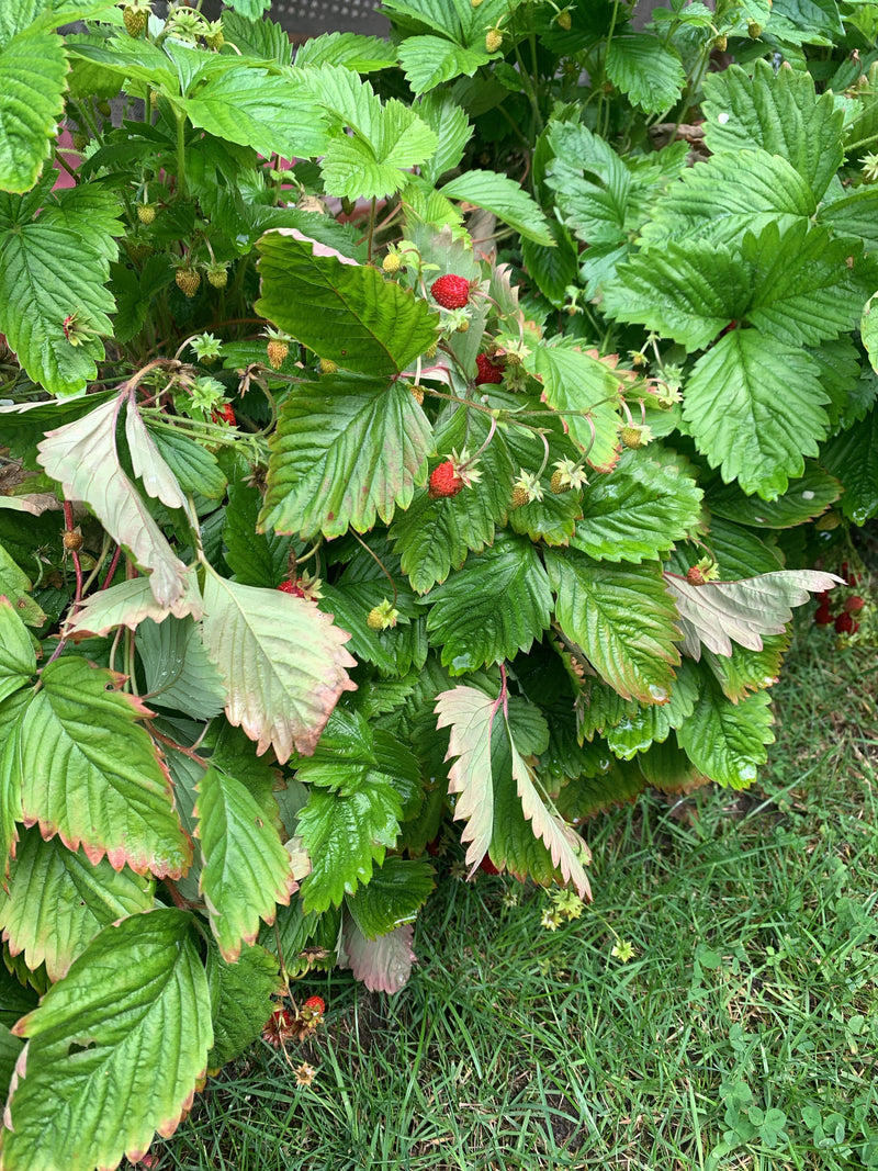 Erdbeeren — Bild 3