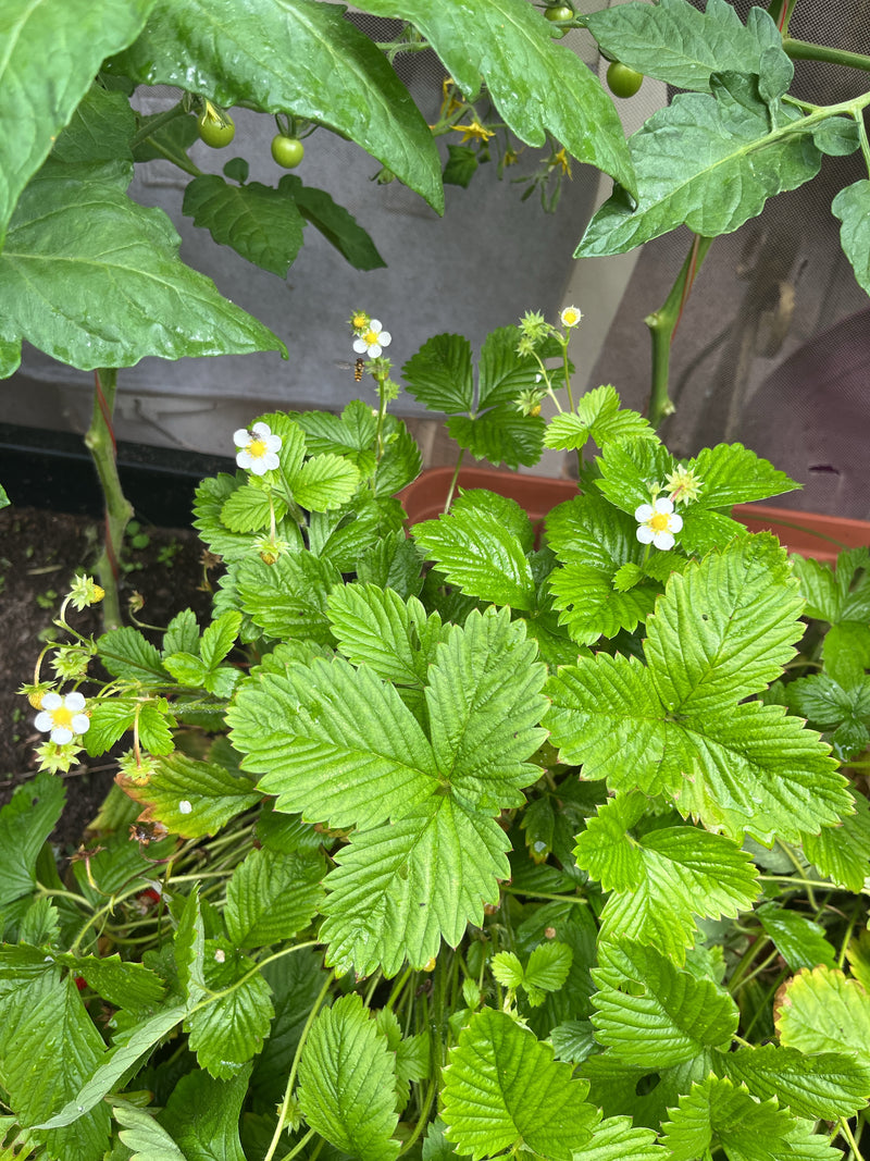 Erdbeeren — Bild 4