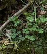 Zu sehen sind die charakteristischen, dreiteiligen Blätter des Wald-Sauerklees auf einem moosigen Waldboden. Die Pflanze wächst in ihrer natürlichen Umgebung.