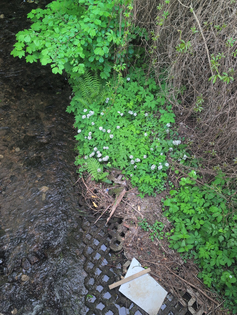 Wald-Schaumkraut — Bild 2 von 10