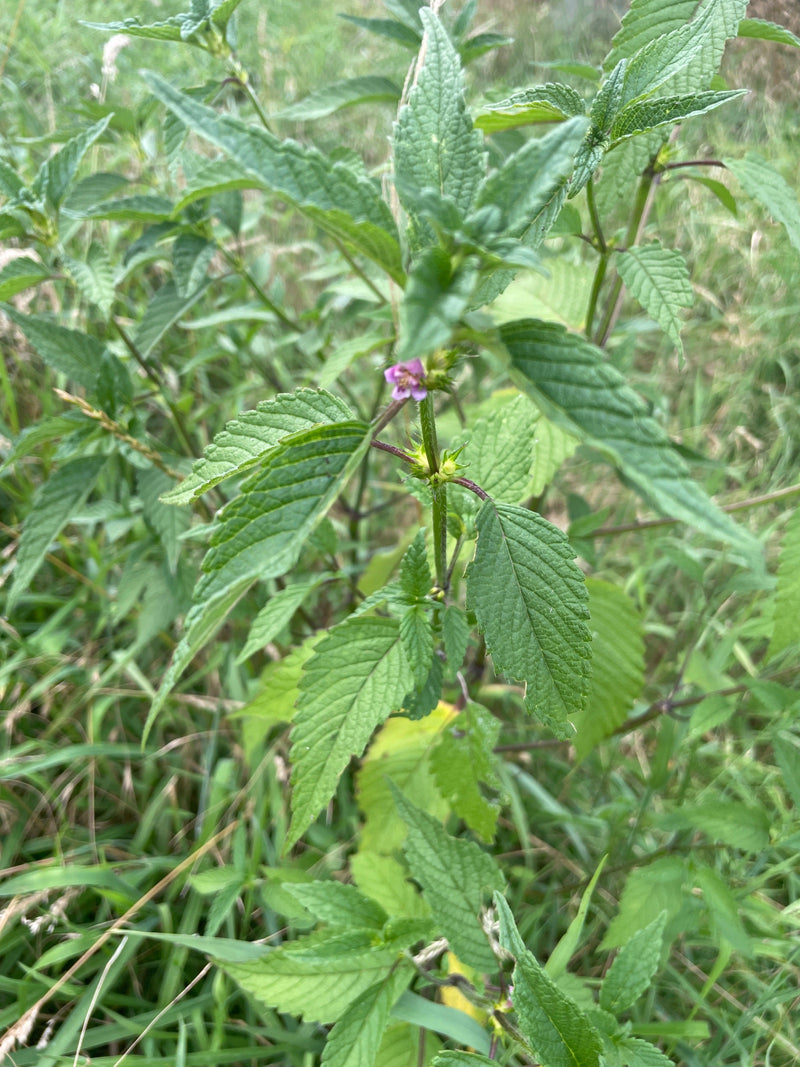 Zu sehen ist eine grüne Pflanze mit gezahnten Blättern und einer kleinen violetten Blüte. Es handelt sich um den Wald-Ziest in einer Wiesenumgebung.