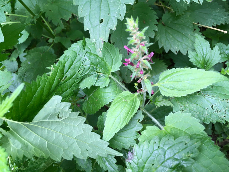 Zu sehen ist eine blühende Pflanze des Wald-Ziestes mit typischen purpurroten Blüten und gezähnten Blättern. Sie wächst inmitten von Grün in einer natürliche...