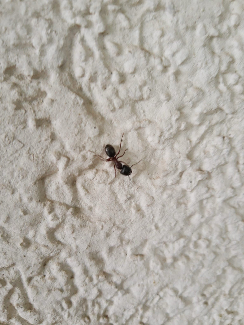 Waldameise (Gattung) — Bild 5 von 13