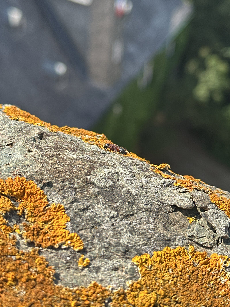 Waldameise (Gattung) — Bild 3 von 13