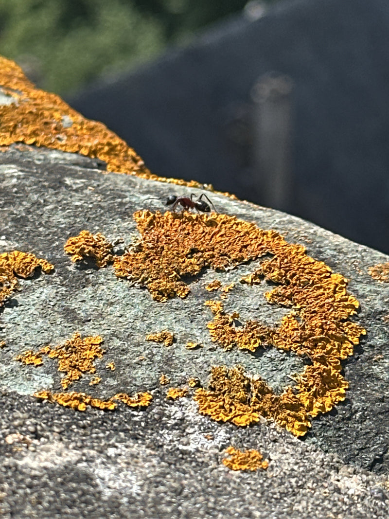 Waldameise (Gattung) — Bild 1 von 13