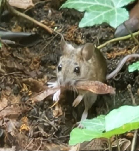 Eine Waldmaus läuft über den dunklen Waldboden und trägt ein Stück Pflanzenmaterial im Maul. Die Aufnahme zeigt das Nagetier von vorne in seiner natürlichen ...