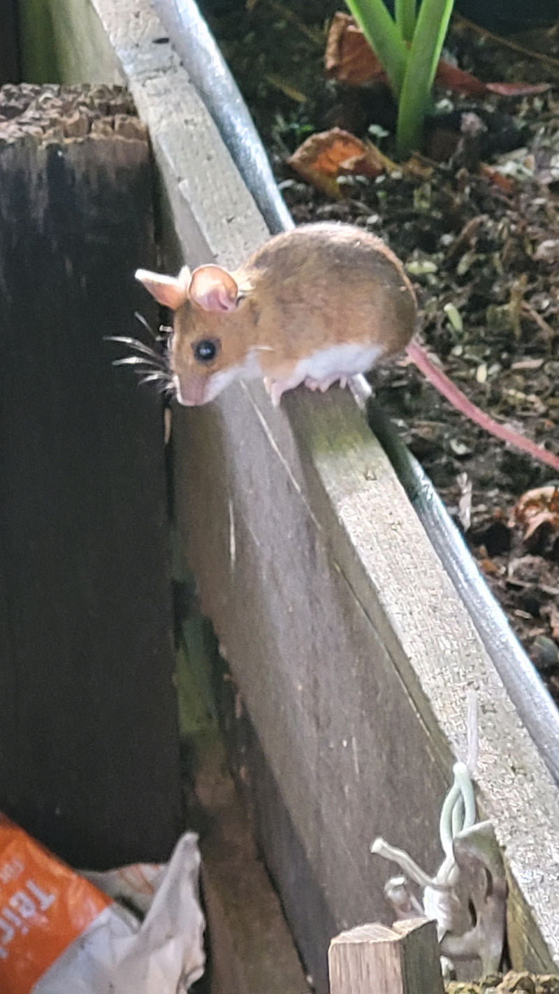 Eine Waldmaus sitzt auf einer hölzernen Kante im Garten. Sie blickt aufmerksam nach links.