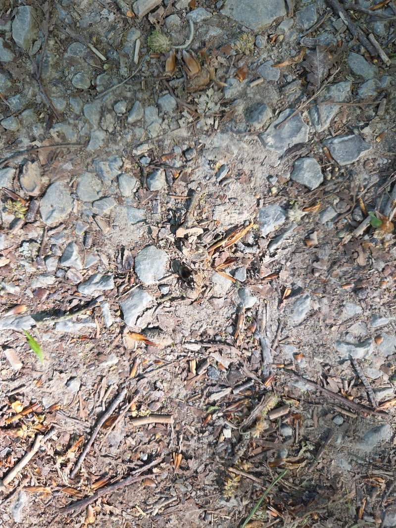 Auf einem steinigen, mit Nadeln und Holzstückchen bedeckten Waldweg sitzt ein dunkler Waldmistkäfer. Er verharrt regungslos auf dem unebenen Untergrund.