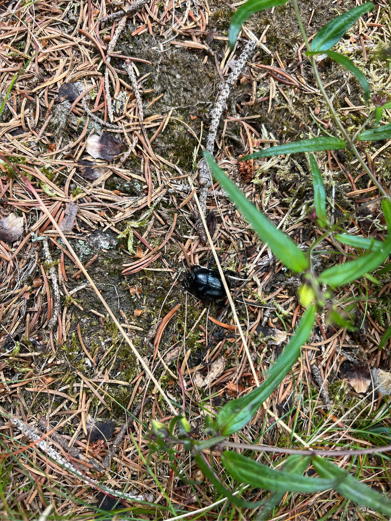 Ein Waldmistkäfer läuft auf einem Waldboden voller Nadeln und Zweige. Das schwarz glänzende Insekt ist gut zu erkennen.