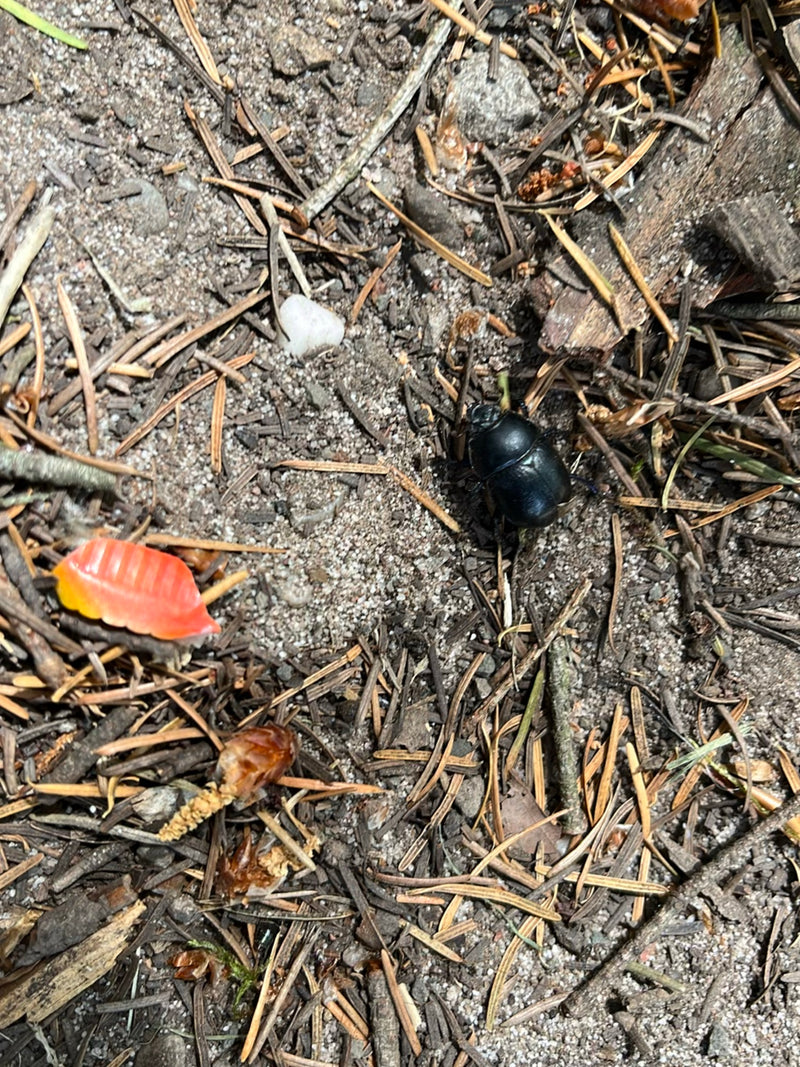 Auf dem Bild ist ein Waldmistkäfer zu sehen, der auf einem sandigen Waldboden voller Nadeln und Zweige läuft.