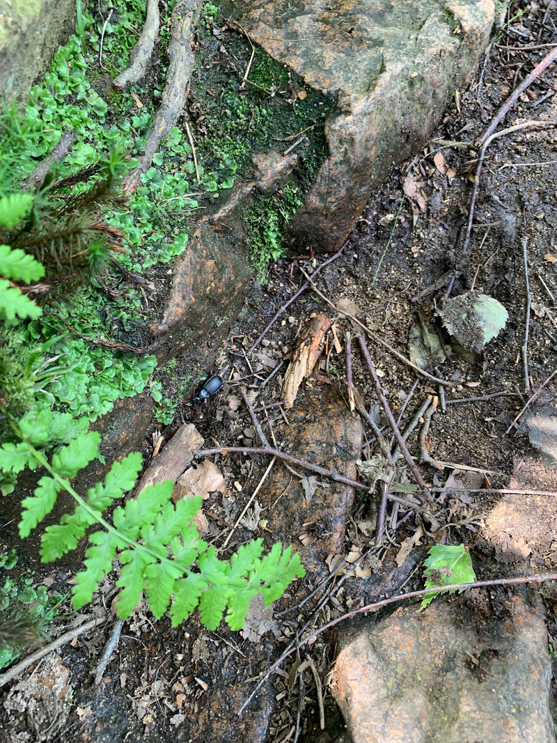 Ein Waldmistkäfer läuft über den dunklen Waldboden zwischen Steinen, Moos und Farn.