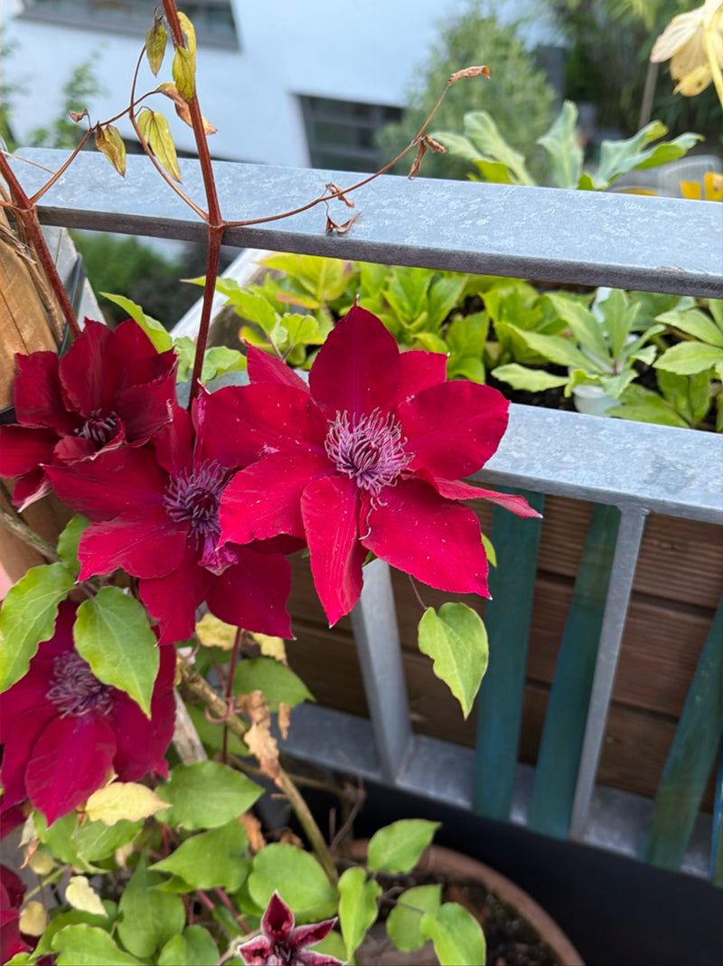 Auf dem Bild sind mehrere auffällige, rote Blüten und grüne Blätter einer Waldrebe zu sehen. Die Pflanze wächst in einem Gefäss auf einem Balkon.