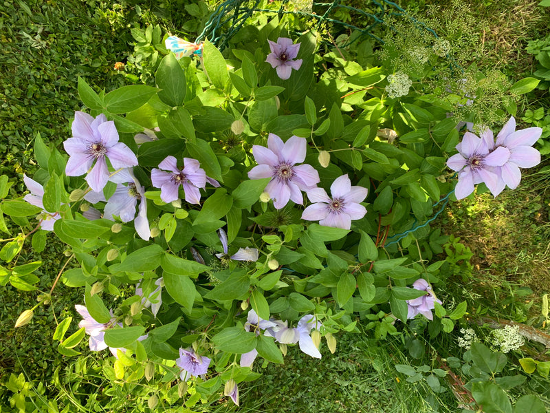 Das Bild zeigt eine blühende Waldrebe (Clematis) von oben mit zahlreichen hellvioletten Blüten und grünen Blättern. Sie wächst in einem Garten auf Rasen.