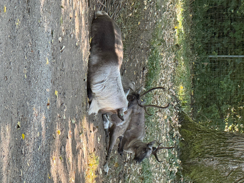 Waldrentier — Bild 2 von 3