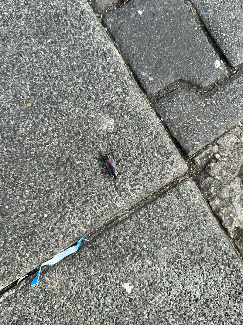Auf grauen Pflastersteinen sitzt eine Waldschabe von oben zu sehen.