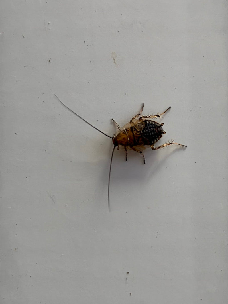 Auf dem Bild ist eine Waldschabe zu sehen, die auf einer hellen, glatten Oberfläche sitzt. Das Insekt zeigt seine typischen langen Fühler und die charakteris...