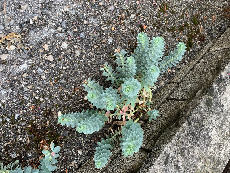 Walzen-Wolfsmilch — Bild 3