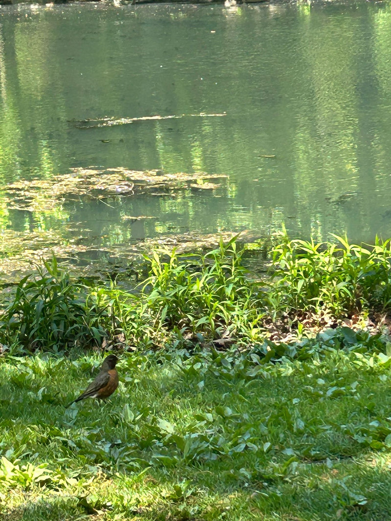 Eine Wanderdrossel steht im Gras am Ufer eines Gewässers. Der Vogel ist gut zu erkennen.