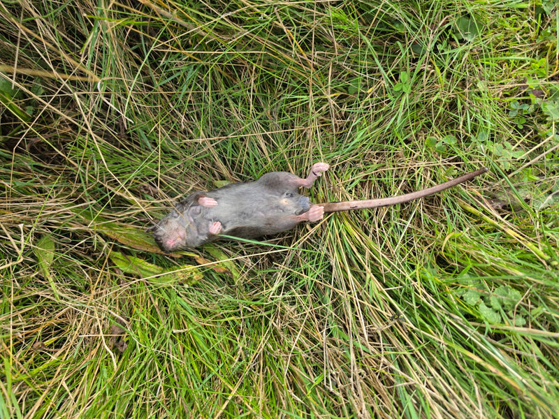 Wanderratte — Bild 5