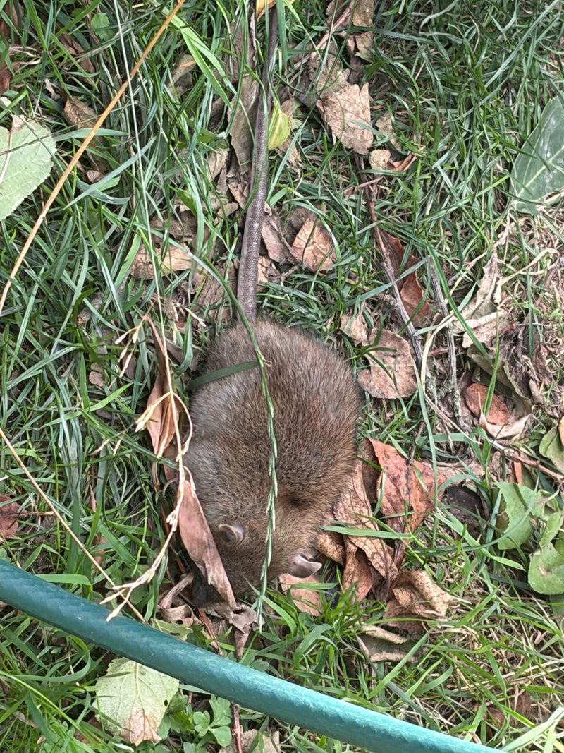 Wanderratte — Bild 2