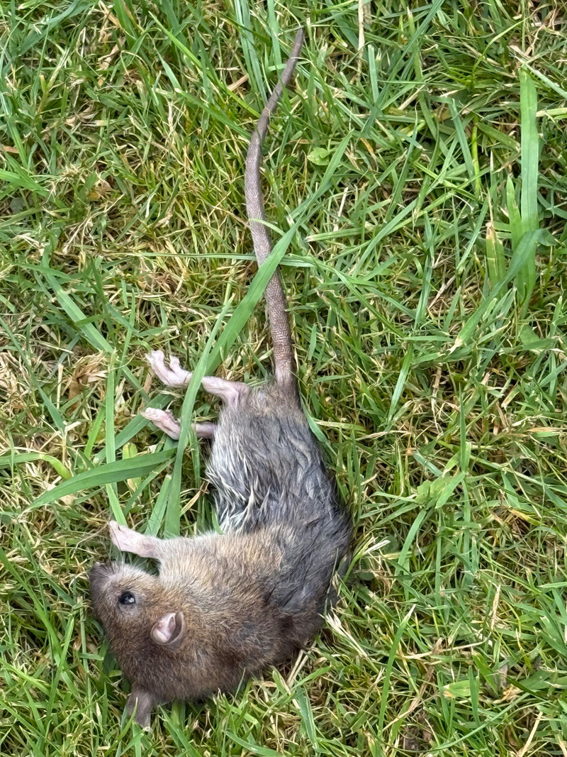 Wanderratte — Bild 4