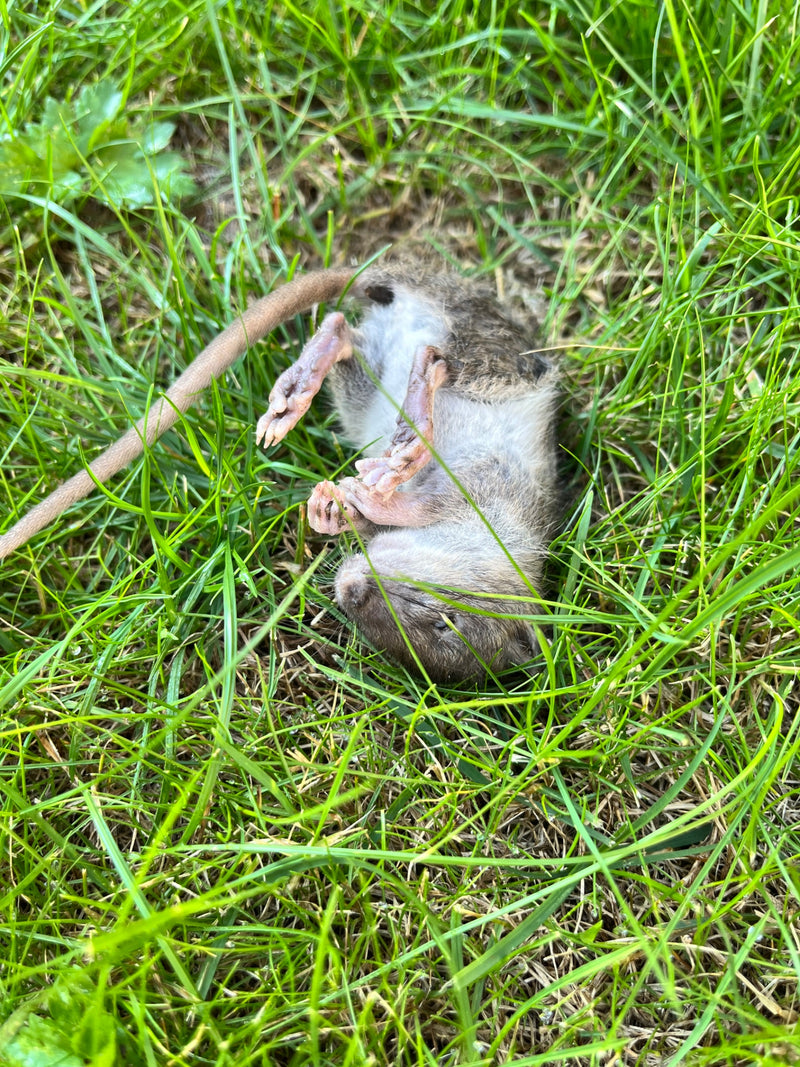 Wanderratte — Bild 3