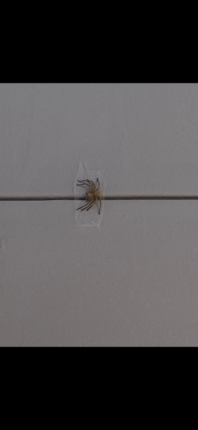 Eine Wandkrabbenspinne sitzt auf einer hellen Wand.