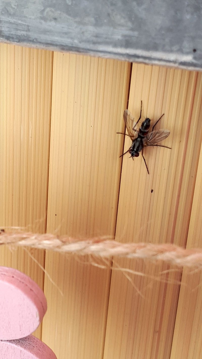 Raupenfliege (Gattung Cylindromyia) — Bild 2 von 11