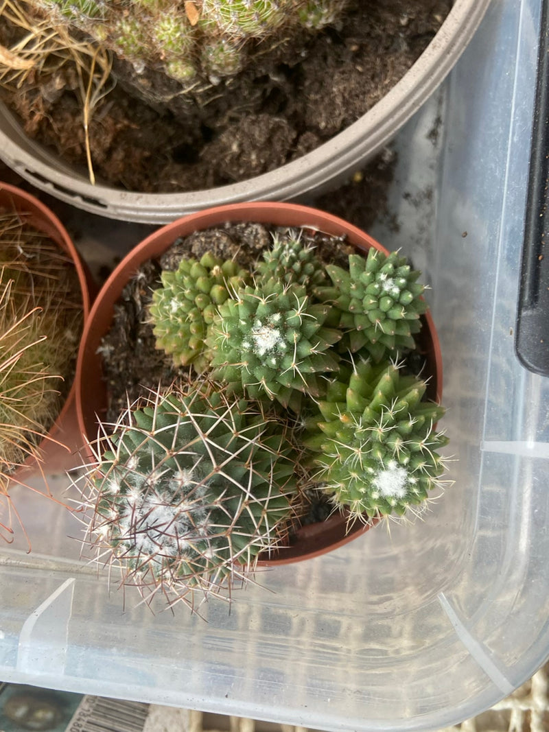 Die Gattung Mammillaria umfasst eine Vielzahl von Kakteen, die durch ihre warzenförmigen Höcker und oft dichte Bedornung gekennzeichnet sind. Sie sind belieb...