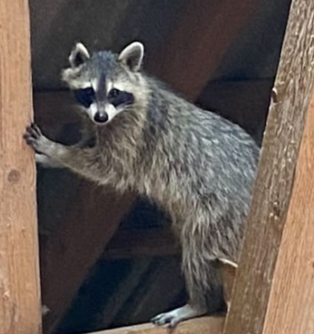 Waschbär — Bild 2