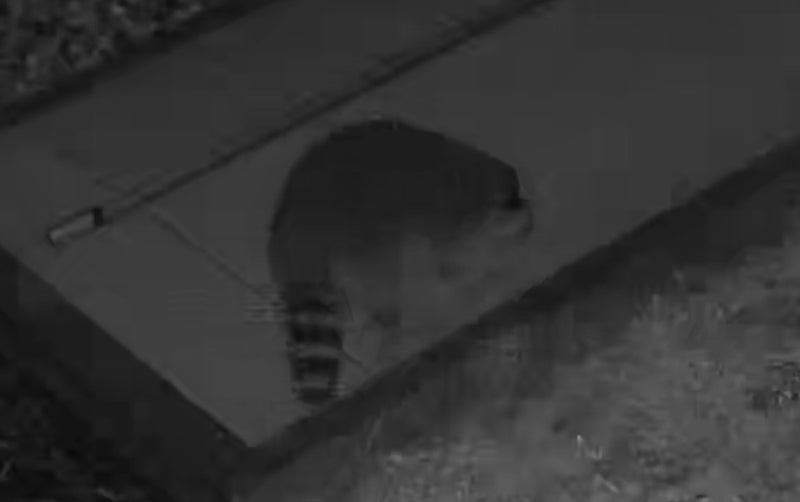 Ein Waschbär läuft bei Nacht über eine gepflasterte Fläche, wobei die charakteristische Ringelung seines Schwanzes sichtbar ist.