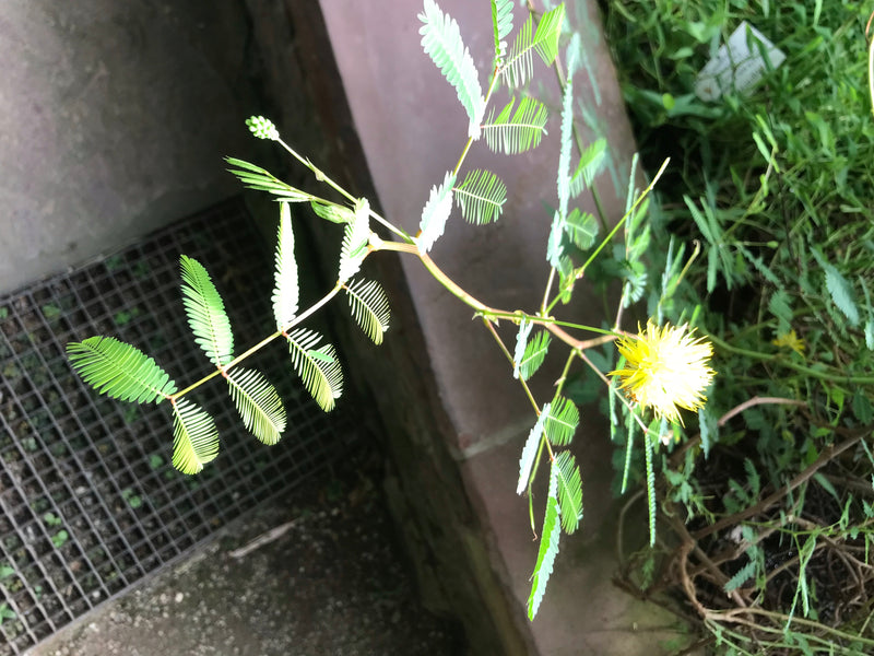 Wasser-Mimose — Bild 2 von 3