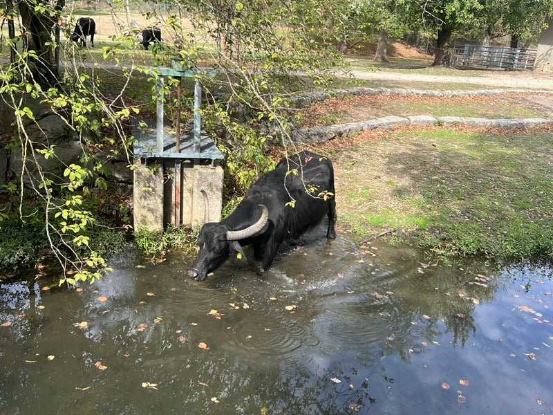 Wasserbüffel — Bild 3