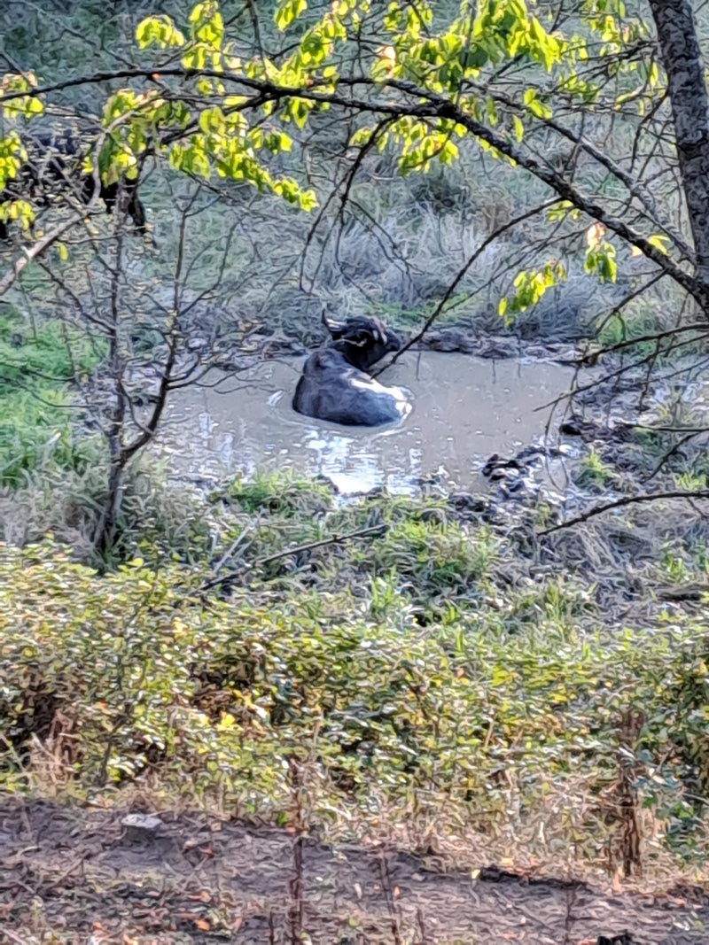 Wasserbüffel — Bild 1