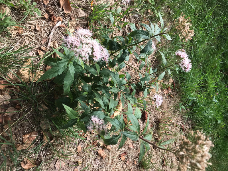 Auf dem Bild ist eine Wasserdost-Pflanze mit charakteristischen rosa Blütenständen und gefingerten Blättern zu sehen. Sie wächst auf einem bodennahen Untergr...
