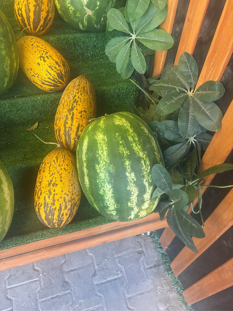 Mehrere längliche gelb-braun gefleckte Melonen und eine große grüne Wassermelone liegen auf einer künstlichen Rasenfläche in einer Holzauslage.