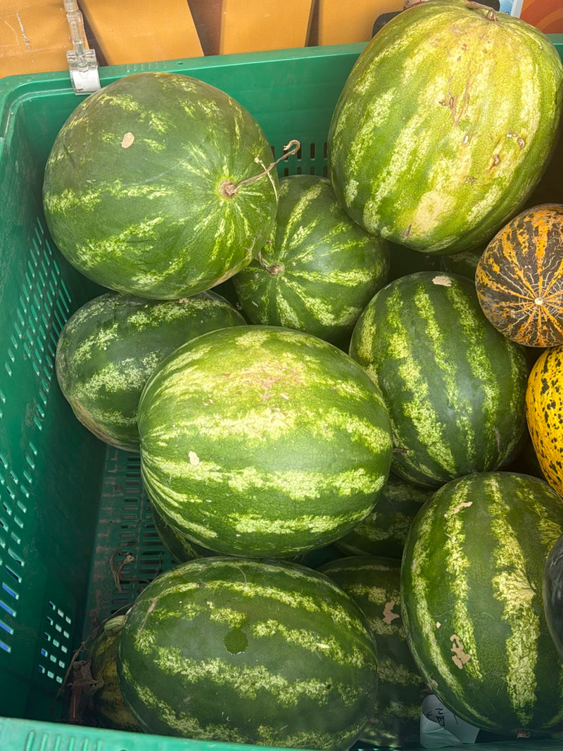 Auf dem Bild sind mehrere reife Wassermelonen mit grün-gestreifter Schale zu sehen. Sie liegen dicht gedrängt in einer grünen Transportkiste.