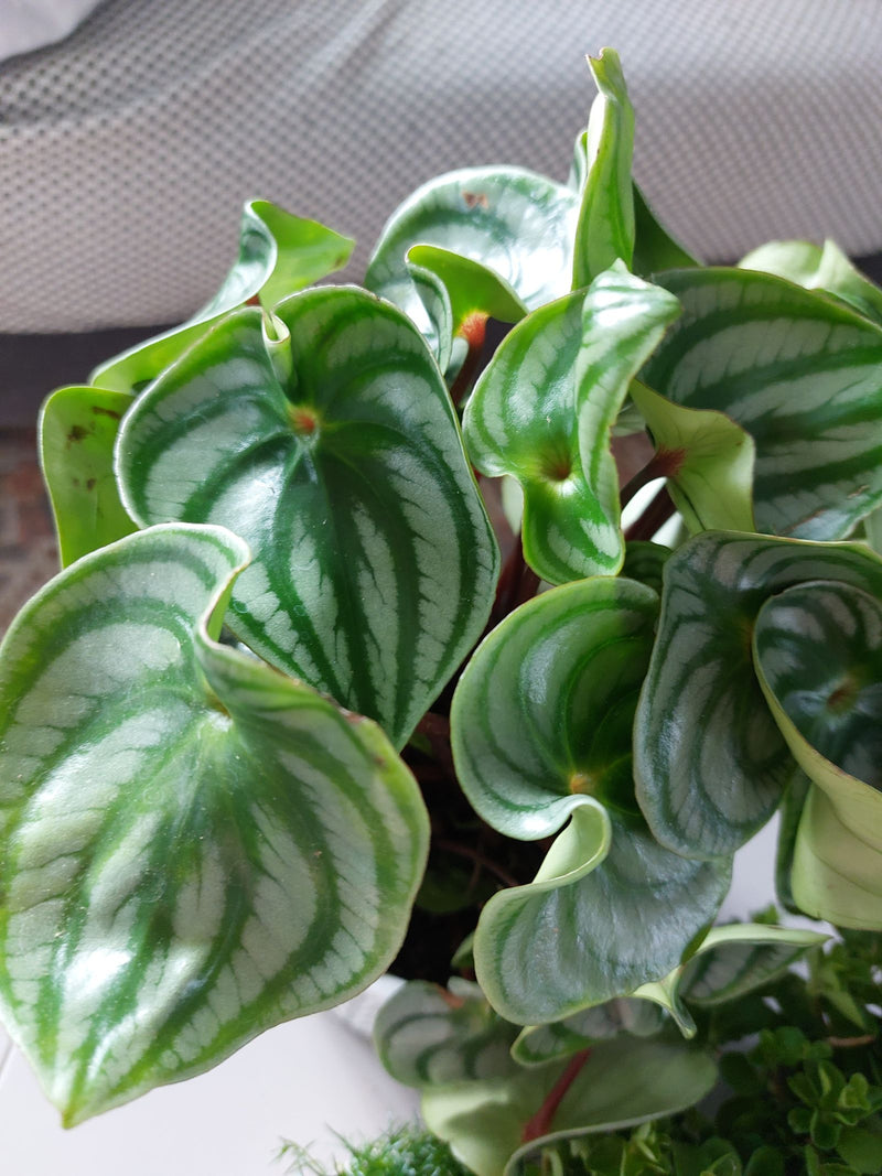 Das Bild zeigt die markanten, schildförmigen und silber-grün gestreiften Blätter einer Wassermelonen-Peperomie (Peperomia argyreia). Die Pflanze steht in Inn...