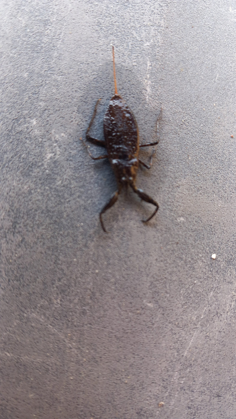 Wasserskorpion — Bild 2 von 10