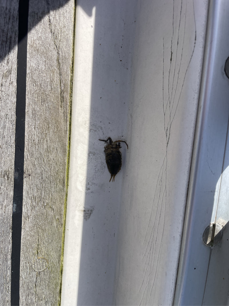 Wasserskorpion — Bild 1 von 10